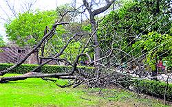 An uprooted tree that damaged electricity wires on the Punjab Agricultural University campus on Tuesday