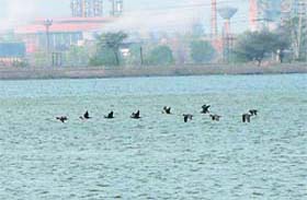 Taking wing: A flock of birds flies just above the water surface at one of the lakes of the Guru Nanak Dev Thermal Plant in Bathinda