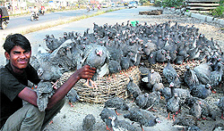 A man sells guineafowls alongside the GT Road in Jalandhar on Wednesday
