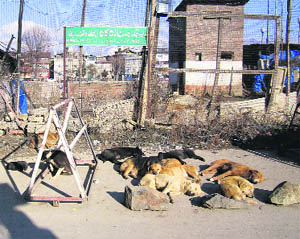 A pack of dogs sleep on the road in Srinagar on Wednesday. 