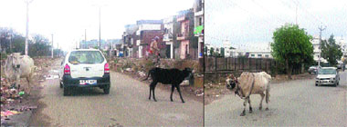 Stray cattle are a common sight on the city roads. These lead to accidents and traffic congestion in the Old City areas. These animals are mostly diseased and sterile.