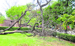 The uprooted tree at Punjab Agricultural University in Ludhiana. 