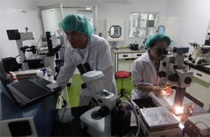 Researchers work in a laboratory where they developed a new technology to clone a pig at National Chung Hsing University in Taichung, central Taiwan, on Wednesday. A Taiwan research team, led by Chu Cheng-chih from National Chung Hsing University, has claimed to successfully cloned two miniature pigs using the Oocyte bisection cloning technology after three years of experiment, according to the National Science Council