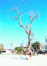 A tree has dried up at the entrance of Raminder Singh park in Amritsar.