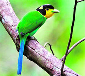Long-Tailed Broadbill, a beautiful bird that breeds in the Benog sanctuary.
