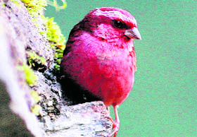 Pink-Browed Rosefinch in Mussoorie.