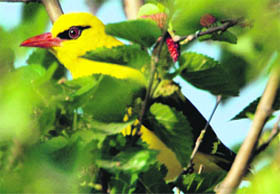Golden Oriole, a beautiful winter visitor to Mussoorie and Doon, that arrives from Tibet, Sinkiang and Kazakastan.