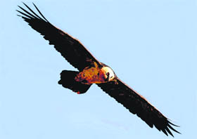 The magnificent Lammergeier, the biggest vulture of Asia and Europe.