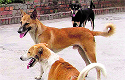 Stray dogs roam freely on the streets of Ludhiana