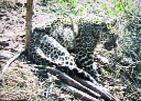 A leopard caught in a barbed wire trap at Tikri village in Nalagarh on Sunday