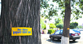 The Gurdwara Shree Guru Singh Sabha has adopted many trees on the road leading to the Sarabha Nagar gurdwara in Ludhiana.