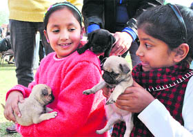 Children play with puppies at the annual dog show at the Polo Ground in Patiala on Sunday. 