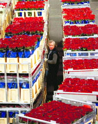Crates of roses are prepared at a FloraHolland warehouse in Aalsmeer, The Netherlands, on Monday.