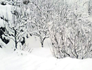 A view of the snow-laden apple orchard at Kotgarh.
