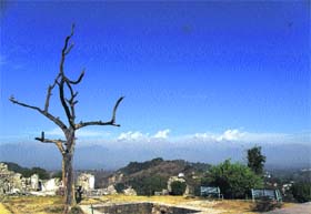 A dead tree at the top of Kangra fort overlooking the Dhauladhars
