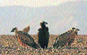 Vultures in Kangra valley
