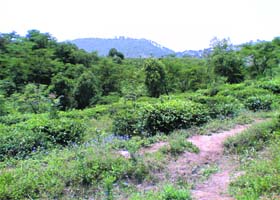 An abandoned tea garden at Bir as the grower has stopped cultivation
