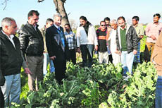 Officials of the Department of Agriculture inspect damage to crops caused by hailstorm at a village near Jammu. 