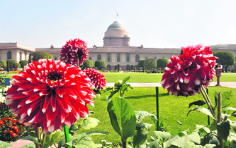 Dahlias bloom at the Mughal Gardens in Rashtrapati Bhavan in New Delhi on Wednesday.