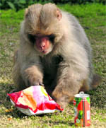 Food items left behind by visitors attract monkeys to urban areas.