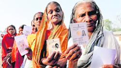 Elderly women show their voter's IDs at a polling station in Agartala on Thursday.  PTI