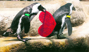 An African Penguin holds a Valentine's Day card at the California Academy of Sciences in San Francisco, California.