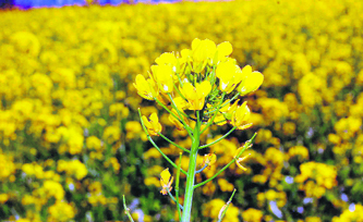 With Basant Panchami being celebrated across the country a blooming mustard flower in Haridwar indicates happiness and change of weather.