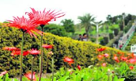 Flowers in full bloom at a garden in Jammu.