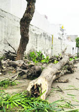 A tree that was axed for widening a street in Agar Nagar in Ludhiana.