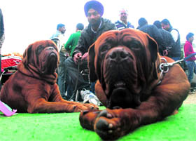a proud owner of two dogs at the dog show in Jalandhar on Sunday.
