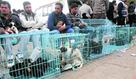 Dogs which suffered various kinds of abuses at the hands of their breeders on display at the Dog Show in Jalandhar on Sunday.