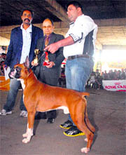 Dogs which suffered various kinds of abuses at the hands of their breeders on display at the Dog Show in Jalandhar on Sunday.