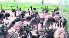 Emu farming unit has signed an MoU with a S-African firm