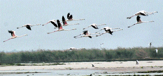 Migratory birds take a flight at the Harike wetland in Tarn Taran district.