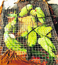 The parakeets that were seized by the police in Jalandhar on Tuesday.