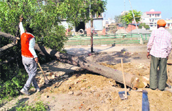Forest Department workers uproot a tree to widen the Rajpura Road in Patiala. Tribune photo: Rajesh Sachar