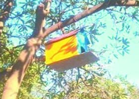 One of the nests made by the students hanging on a tree