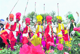 Students present bhangra during the inaugural function of the Rose Festival in Chandigarh on Friday.