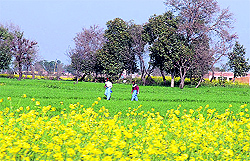 Schoolchildren pass through the fields with standing wheat crop in Jammu