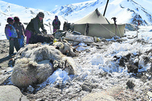 A nomad family dumps the dead newborns of sheep and goats in Changthang. 