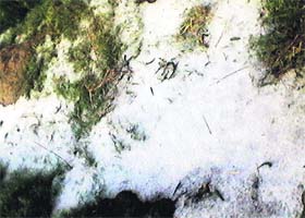 A carpet of hailstones in a field at Jagsi village (Sonepat) on Sunday