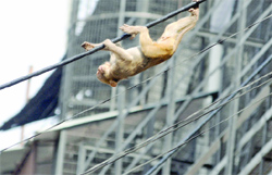 A monkey crosses an electric wire at Connaught Place in New Delhi on Monday. Tribune photo: Manas Ranjan Bhui