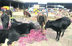 Stray cattle feed on onion peels and stale vegetables at the mandi