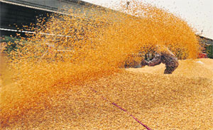 A farmer collects wheat in a mandi in Ludhiana. 