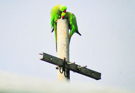 A pair of parrots plays on an electric pole in Ludhiana.