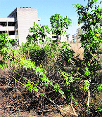 Garbage strewn in a park near the EWS flats; and (below) wild growth dots the area
