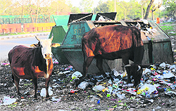 Garbage dumped in front of the Police Lines in Sector 26, Chandigarh
