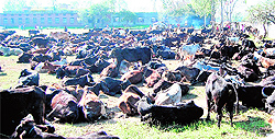 A huge herd of cows rests on the premises of Government Senior Secondary School, Jabbowal