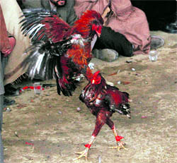Roosters fight during a traditional cockfighting competition in Kabul on Friday.