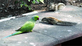 PEACEFUL COEXISTENCE